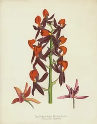 Die Feuerrote Mormodes, Mormodes Igneum